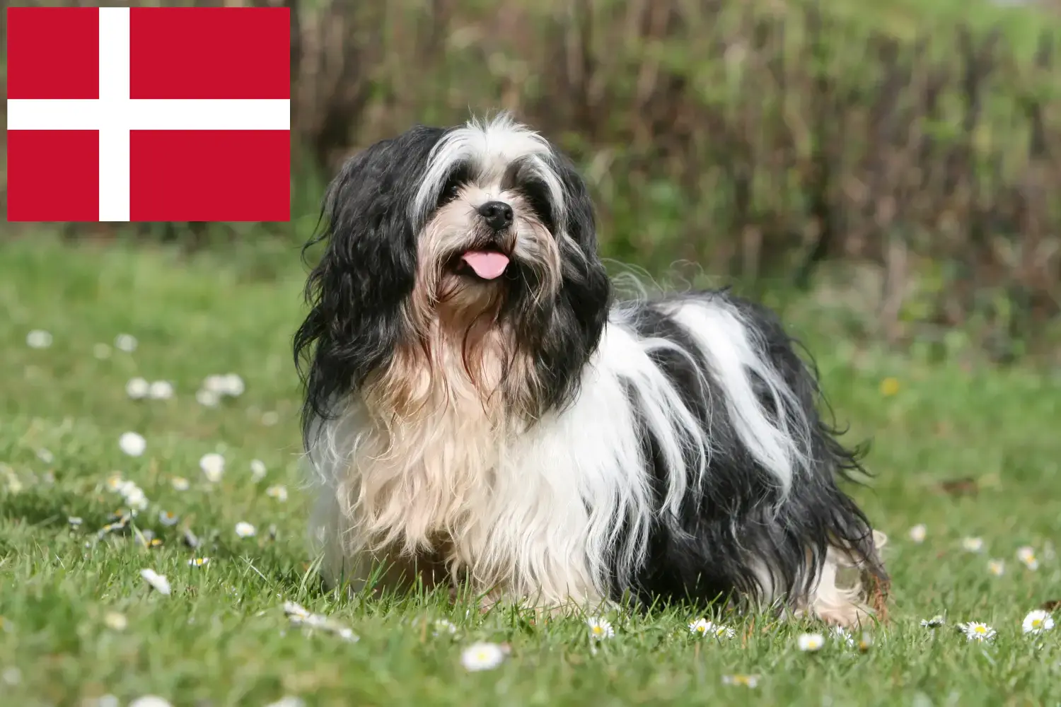 Lhasa Apso kiskutyák és tenyésztők Dánia Itt megtalálja a dániai Lhasa Apso tenyésztőket.