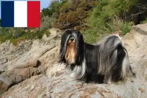 Read more about the article Lhasa Apso tenyésztők és kölykök Franciaországban