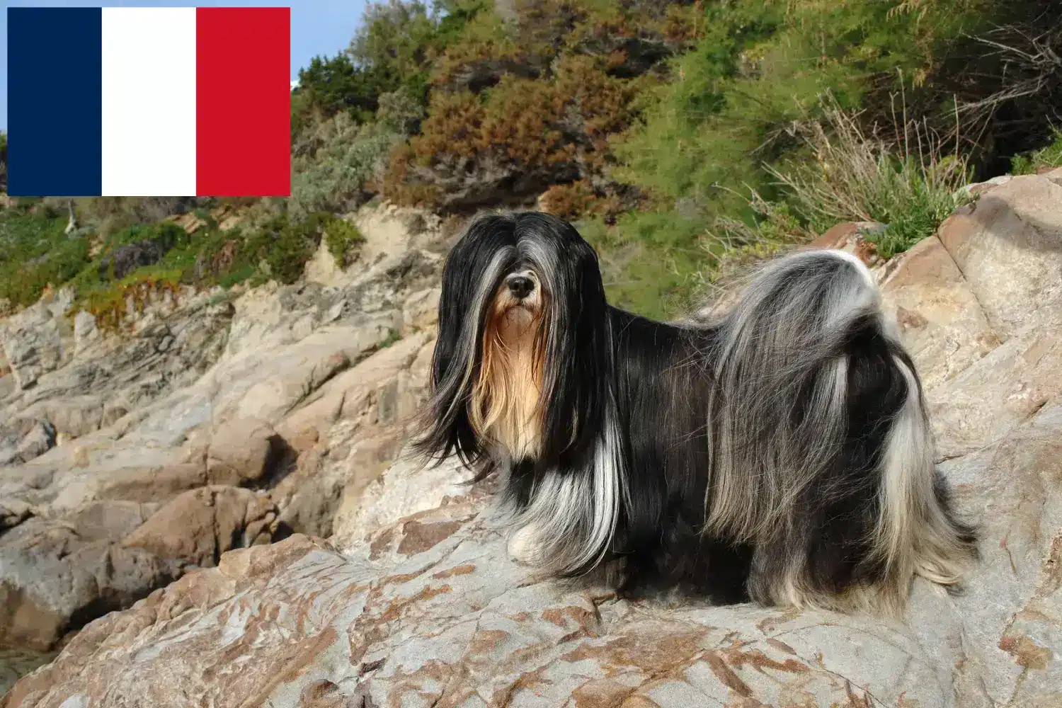 Lhasa Apso kiskutyák és tenyésztők Franciaország Itt találhat Lhasa Apso tenyésztőket Franciaországban.