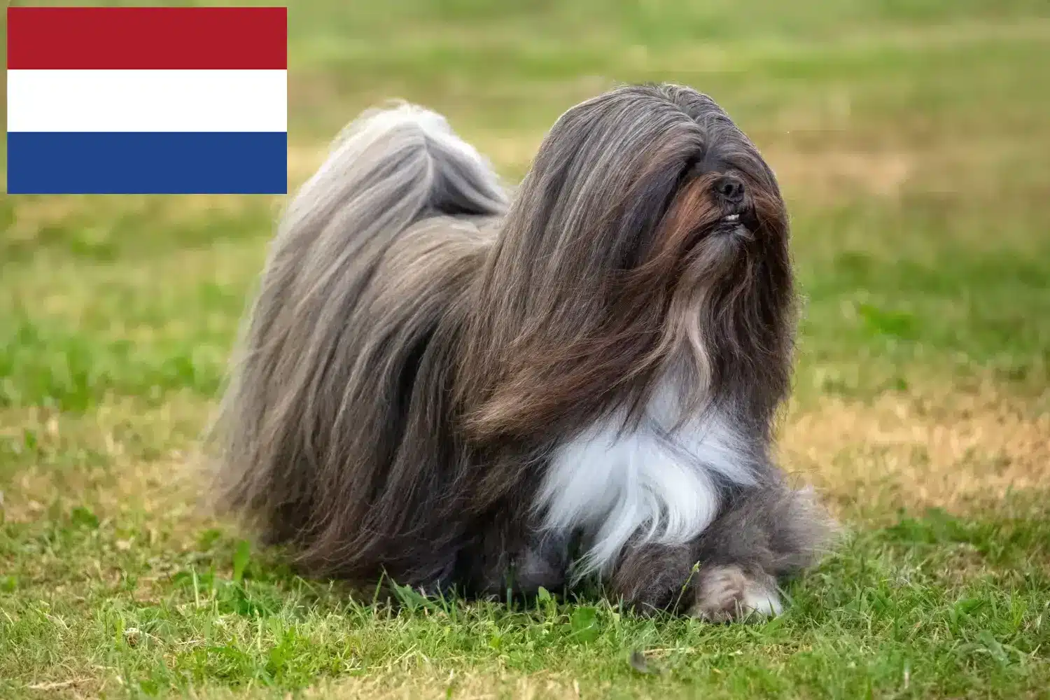 Lhasa Apso kiskutyák és tenyésztők Hollandia Itt találhat Lhasa Apso tenyésztőket Hollandiában.