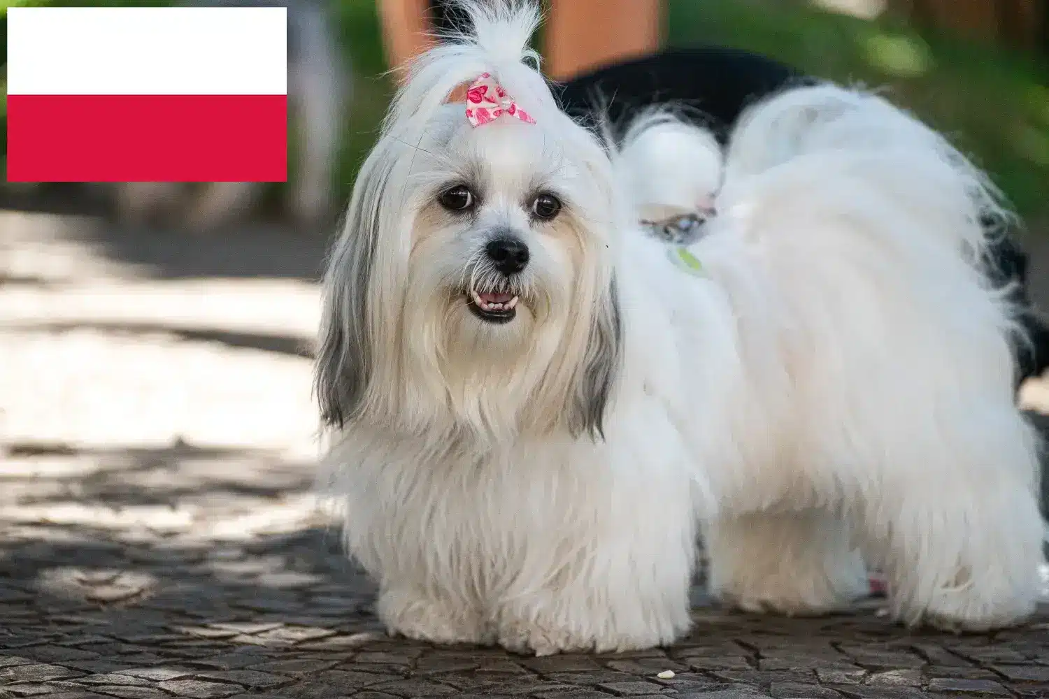 Lhasa Apso kiskutyák és tenyésztők Lengyelország Itt találhat Lhasa Apso tenyésztőket Lengyelországban.