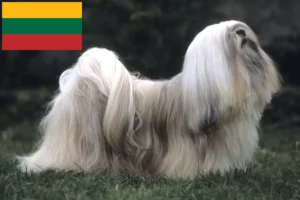 Read more about the article Lhasa Apso tenyésztők és kiskutyák Litvániában