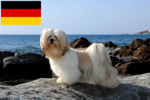 Read more about the article Lhasa Apso tenyésztők és kölykök Németországban