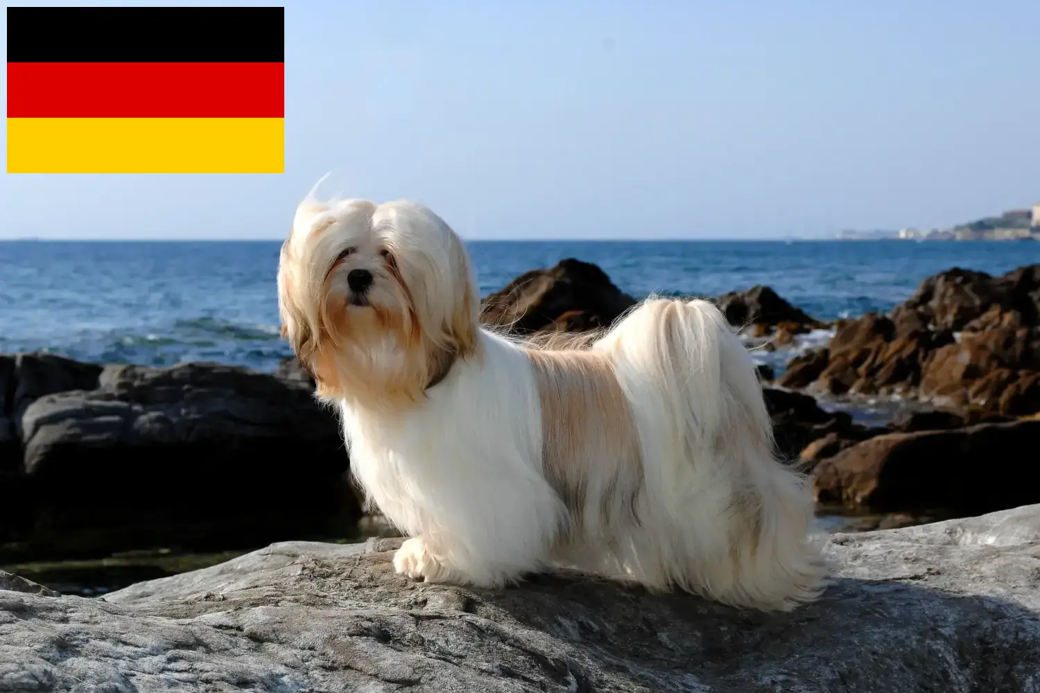 Lhasa Apso kiskutyák és tenyésztők Németország Itt találhat Lhasa Apso tenyésztőket Németországban.