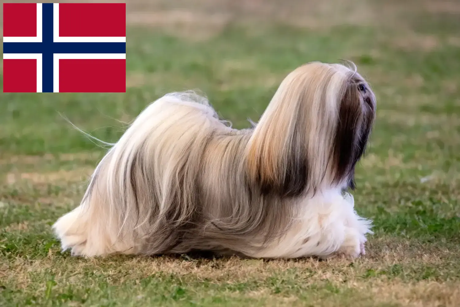 Lhasa Apso kiskutyák és tenyésztők Norvégia Itt találhat Lhasa Apso tenyésztőket Norvégiában.