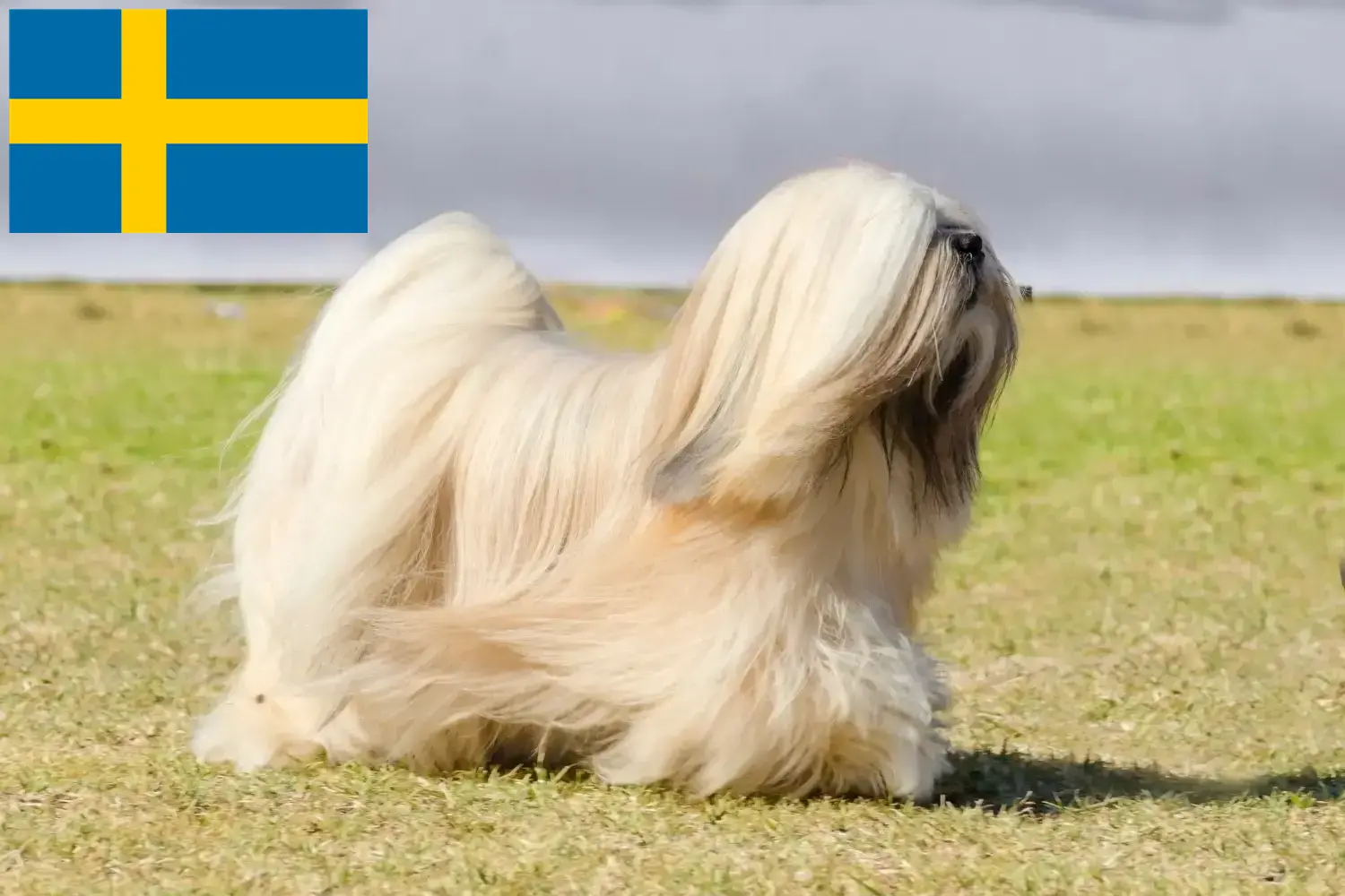 Lhasa Apso kölykök és tenyésztők Svédországban Itt találhat Lhasa Apso tenyésztőket Svédországban.