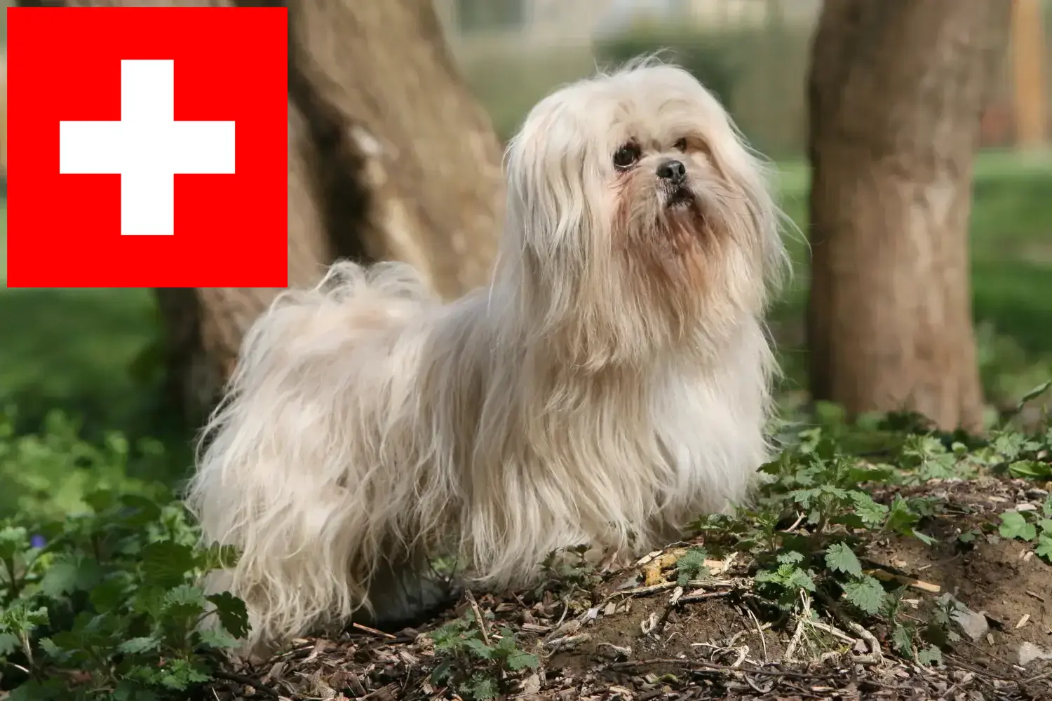 Lhasa Apso kölykök és tenyésztők Svájcban Itt találhat Lhasa Apso tenyésztőket Svájcban.