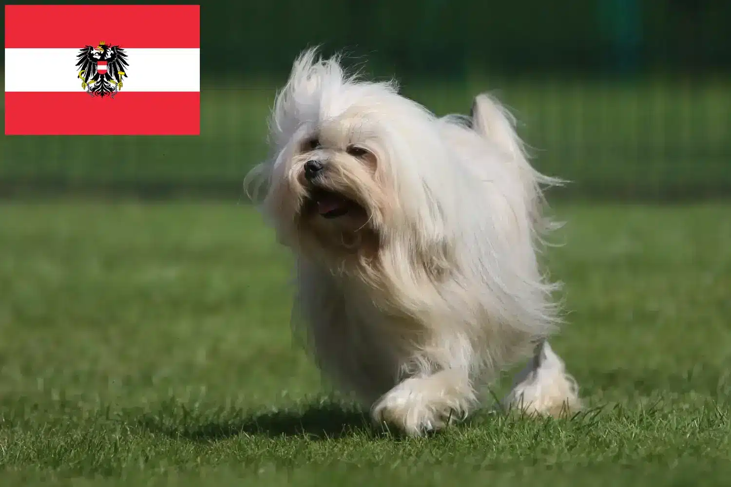 Löwchen kiskutyák és tenyésztők Ausztria Itt Löwchen tenyésztőket talál Ausztriában.
