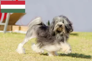 Read more about the article Löwchen tenyésztők és kiskutyák Magyarországon
