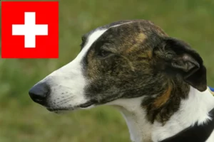 Read more about the article Magyar Agar tenyésztők és kölykök Svájcban