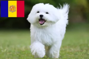Read more about the article Máltai tenyésztők és kölykök Andorra-ban