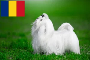 Read more about the article Máltai tenyésztők és kölykök Romániában