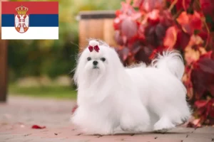 Read more about the article Máltai tenyésztők és kölykök Szerbiában