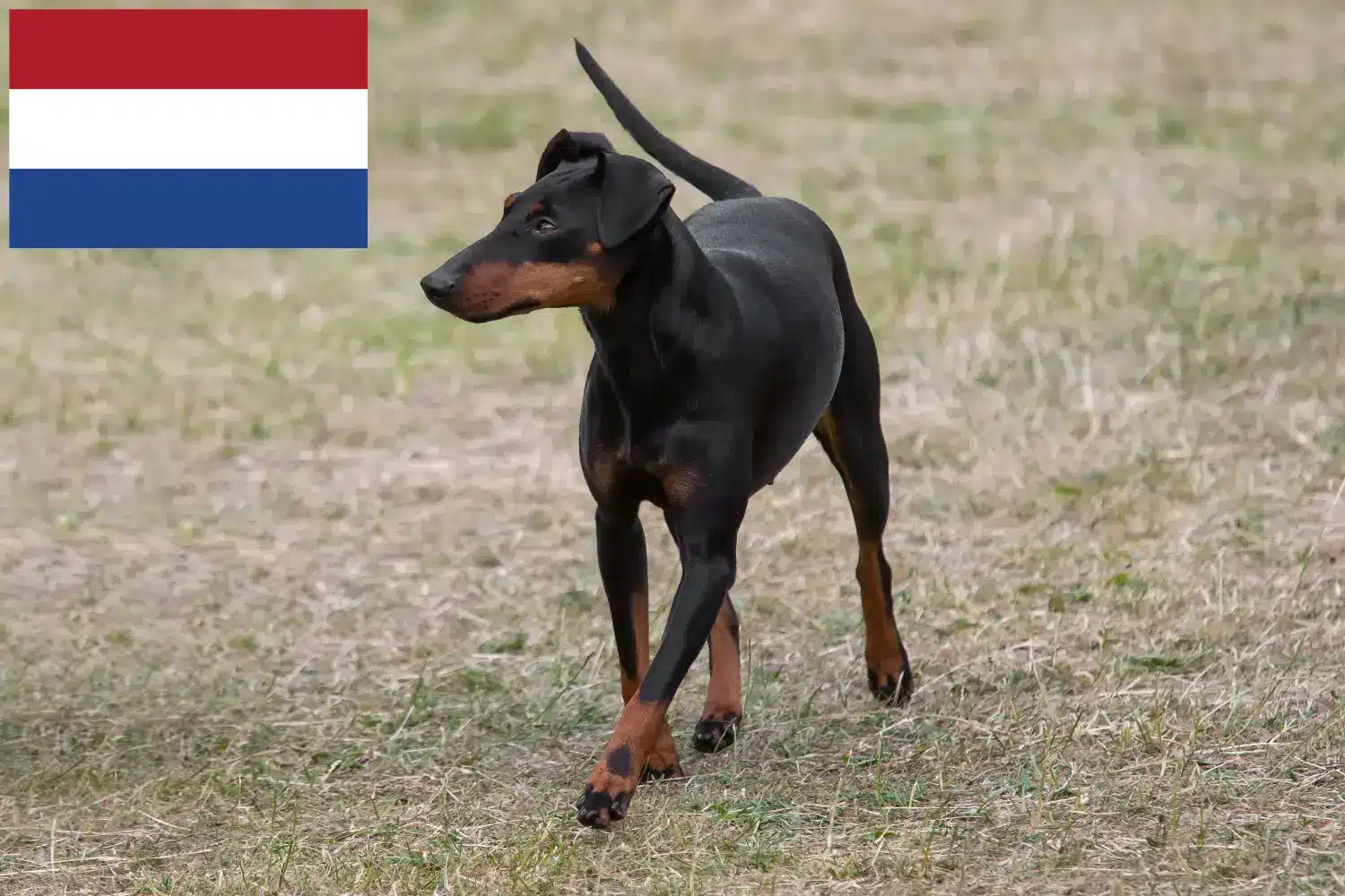 Manchester terrier kölykök és tenyésztők Hollandia Keress Manchester terrier tenyésztőket Hollandia területén.