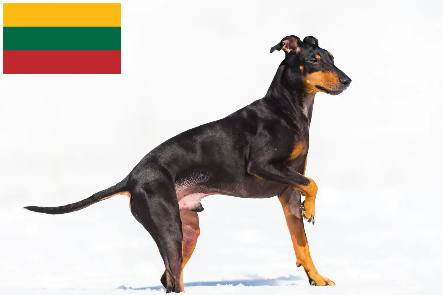 Manchester terrier kiskutyák és tenyésztők Litvánia Keress Manchester terrier tenyésztőket Litvániában.