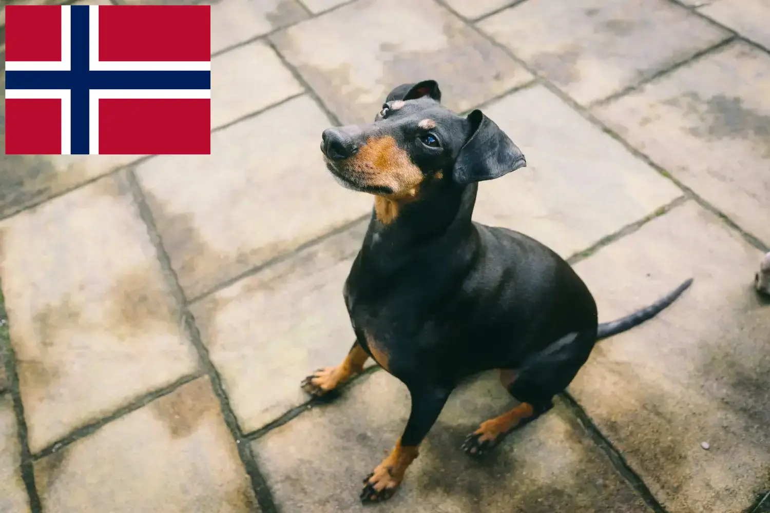 Manchester terrier kiskutyák és tenyésztők Norvégia Norvégia Manchester terrier tenyésztőket itt találsz.