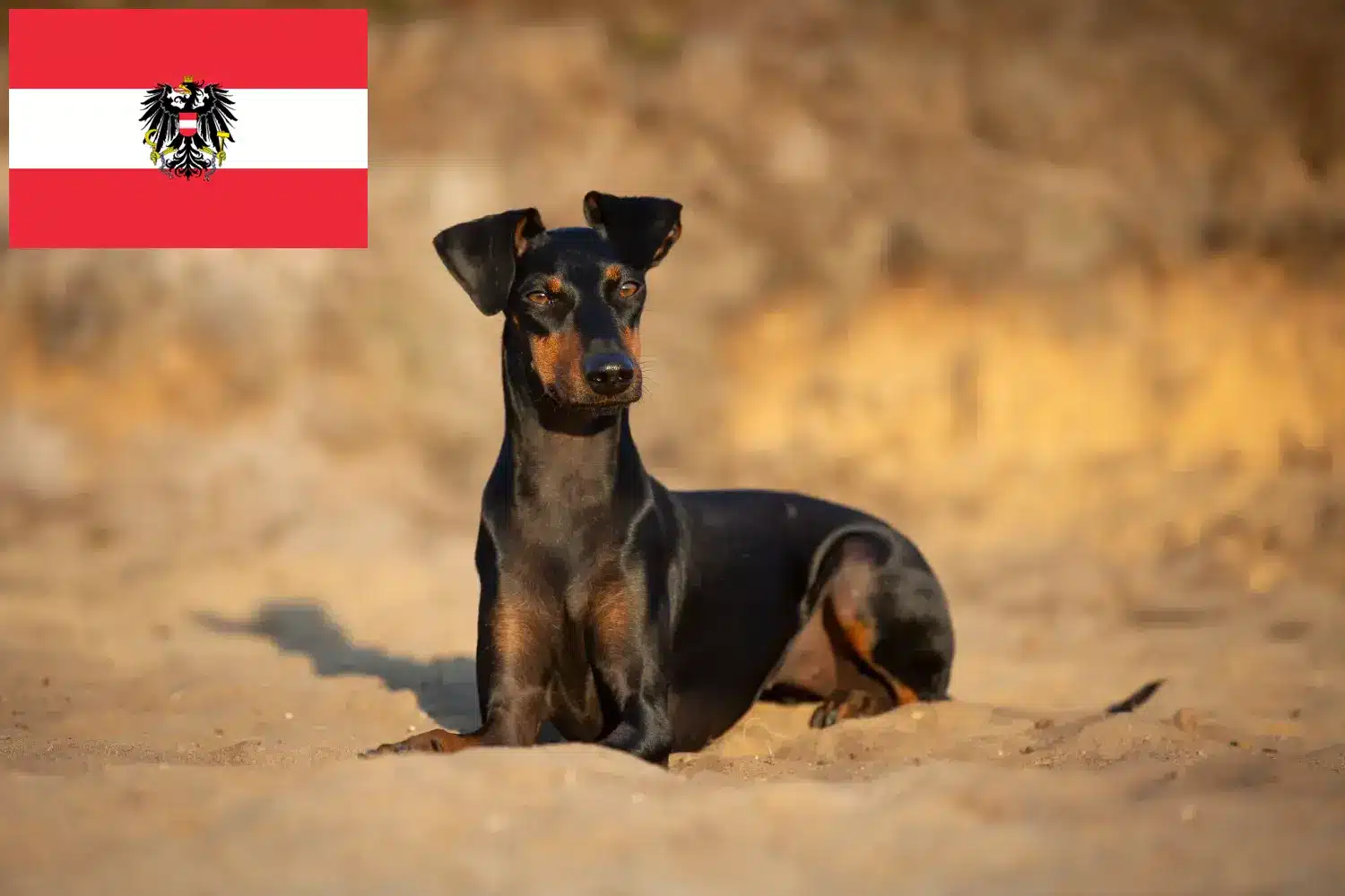 Manchester terrier kölykök és tenyésztők Ausztria Keress Manchester terrier tenyésztőket Ausztriában.