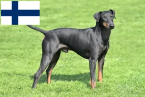 Read more about the article Manchester terrier tenyésztők és kölykök Finnországban