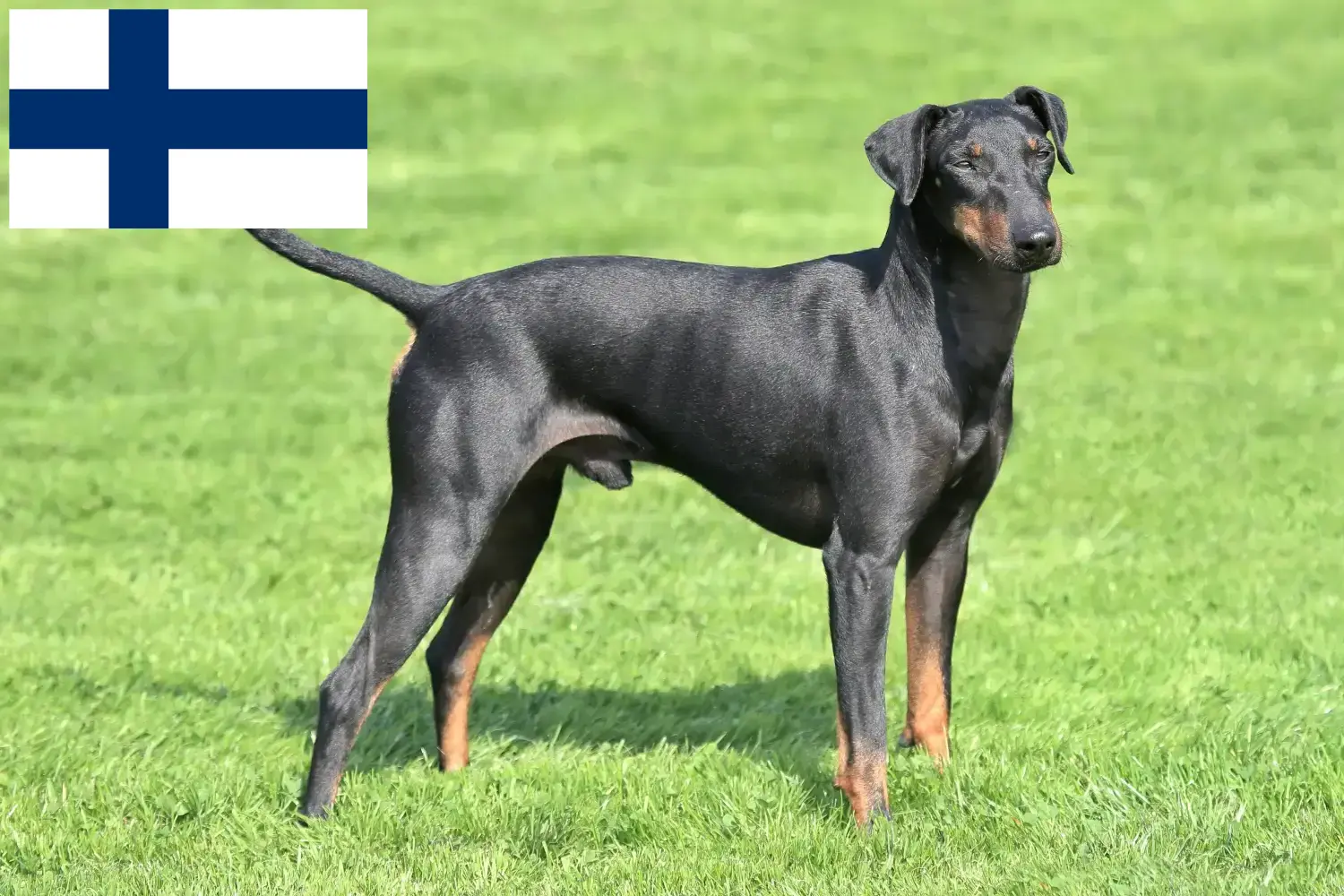 Manchester terrier kiskutyák és tenyésztők Finnország Itt találhatsz Manchester terrier tenyésztőket Finnországban.