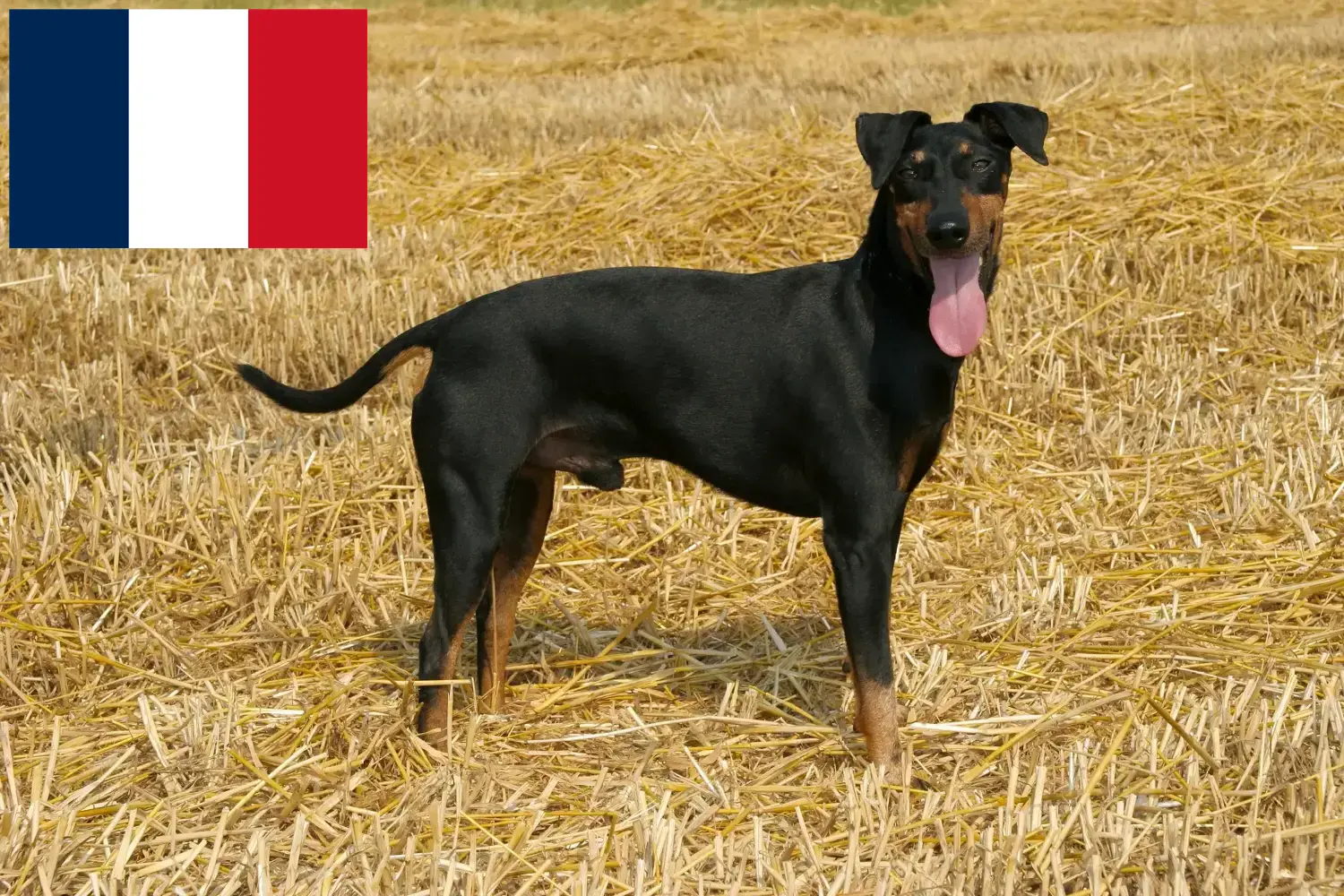 Manchester Terrier kölykök és tenyésztők Franciaország Manchester terrier tenyésztőket Franciaországban itt találsz.