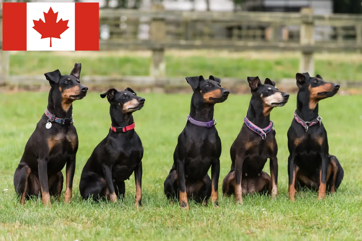 Manchester Terrier kiskutyák és tenyésztők Kanada Manchester terrier tenyésztőket Kanadában itt találsz.