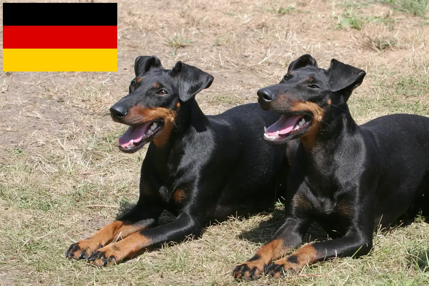 Manchester terrier kölykök és tenyésztők Németország Itt talál Manchester terrier tenyésztőket Németországban.