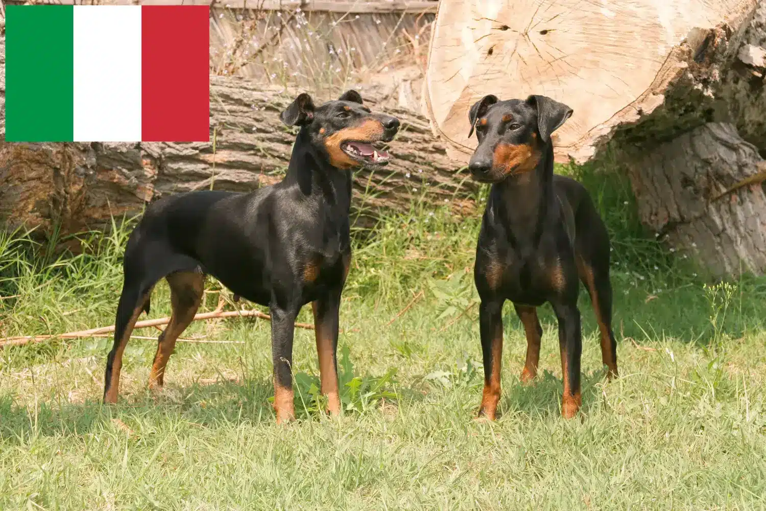 Manchester Terrier kölykök és tenyésztők Olaszország Olaszországi Manchester terrier tenyésztőket itt találsz.