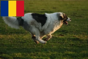Read more about the article Mastín del Pirineo tenyésztők és kiskutyák Romániában