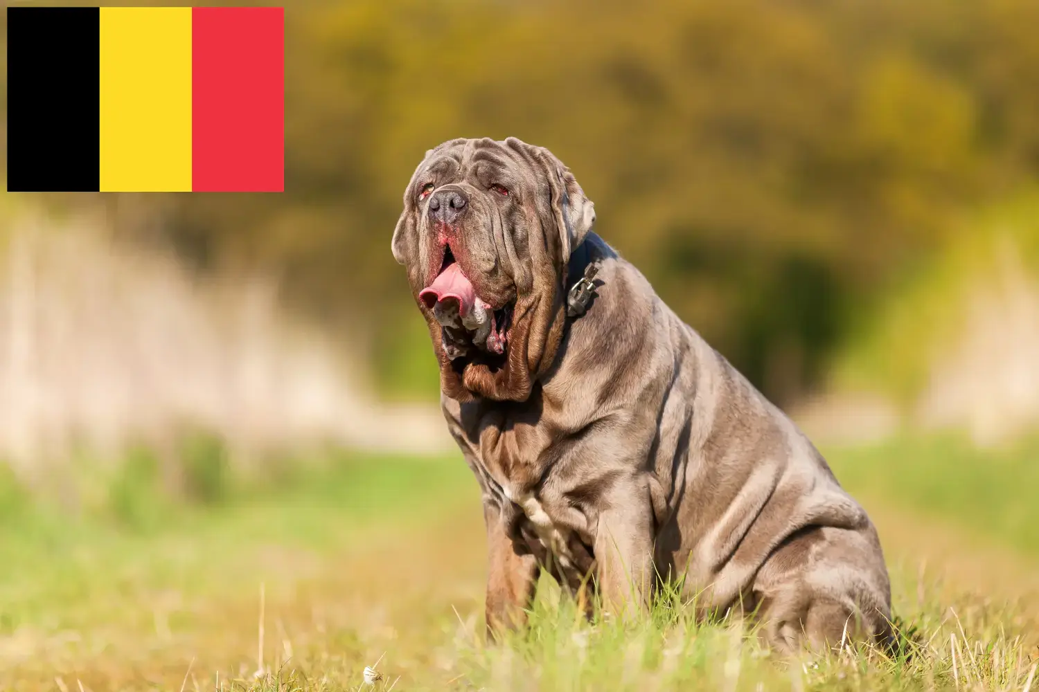 Mastino Napoletano kölykök és tenyésztők Belgium Itt talál Mastino Napoletanos tenyésztőket Belgiumban.