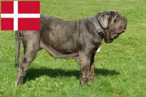 Read more about the article Mastino Napoletano tenyésztők és kölykök Dániában