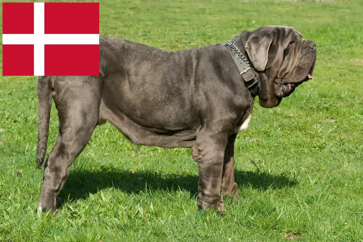 Mastino Napoletano kiskutyák és tenyésztők Dánia Itt talál Mastino Napoletanos tenyésztőket Dániában.
