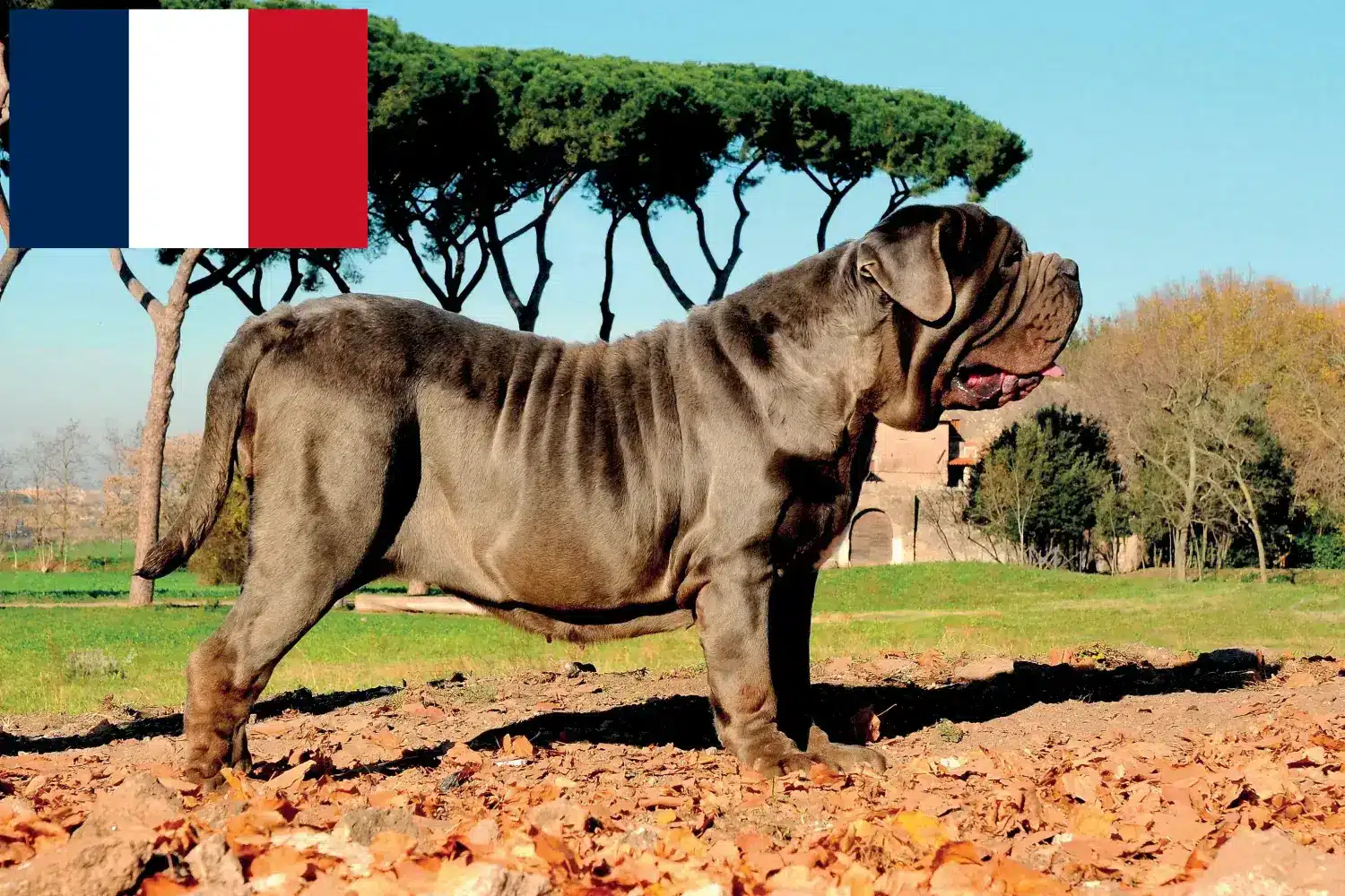 Mastino Napoletano kiskutyák és tenyésztők Franciaország Itt találhat Mastino Napoletanos tenyésztőket Franciaországban.