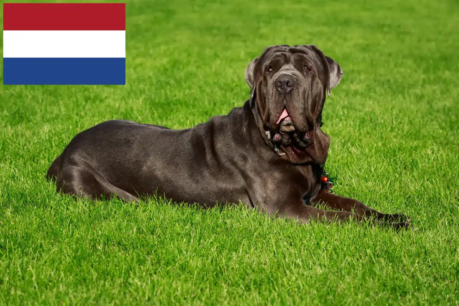Mastino Napoletano kiskutyák és tenyésztők Hollandia Itt megtalálja a Mastino Napoletanos tenyésztőket Hollandiában.