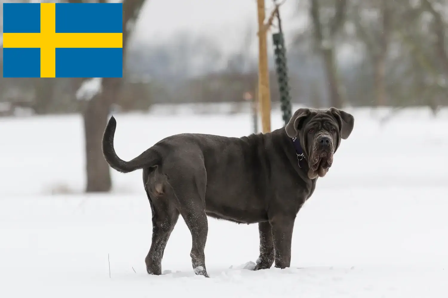Mastino Napoletano kiskutyák és tenyésztők Svédországban Itt megtalálja a Mastino Napoletanos tenyésztőket Svédországban.