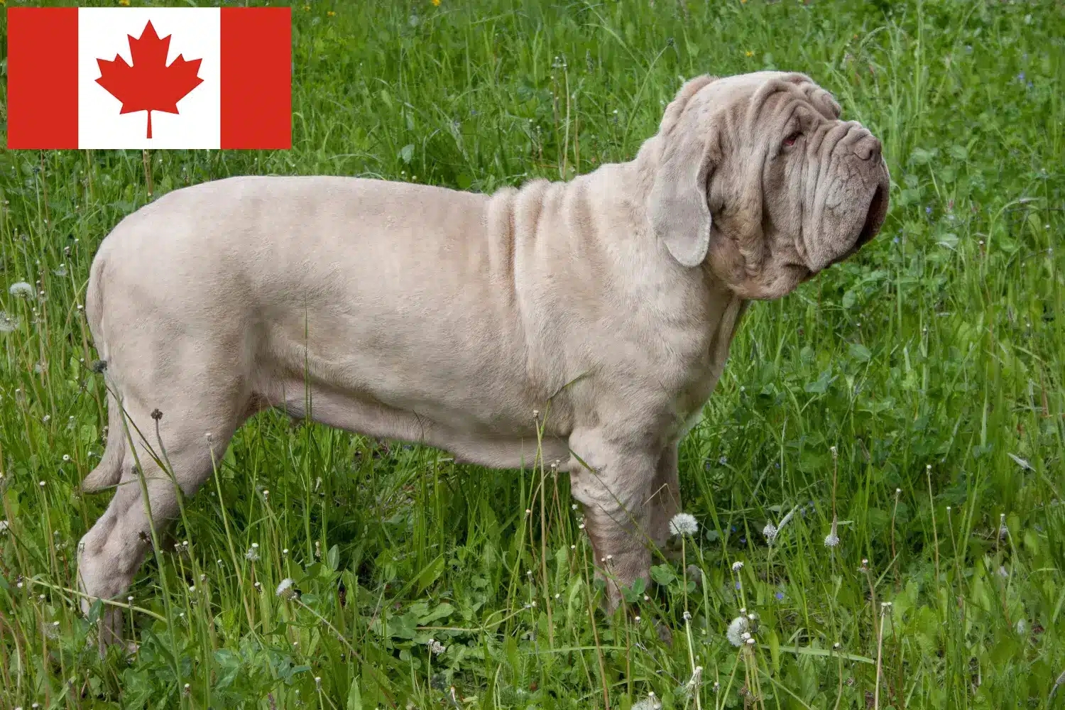 Mastino Napoletano kölykök és tenyésztők Kanada Itt találhat Mastino Napoletanos tenyésztőket Kanadában.