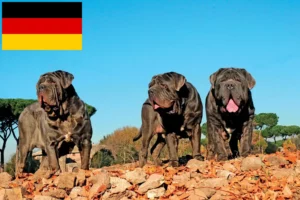 Read more about the article Mastino Napoletano tenyésztők és kölykök Németországban