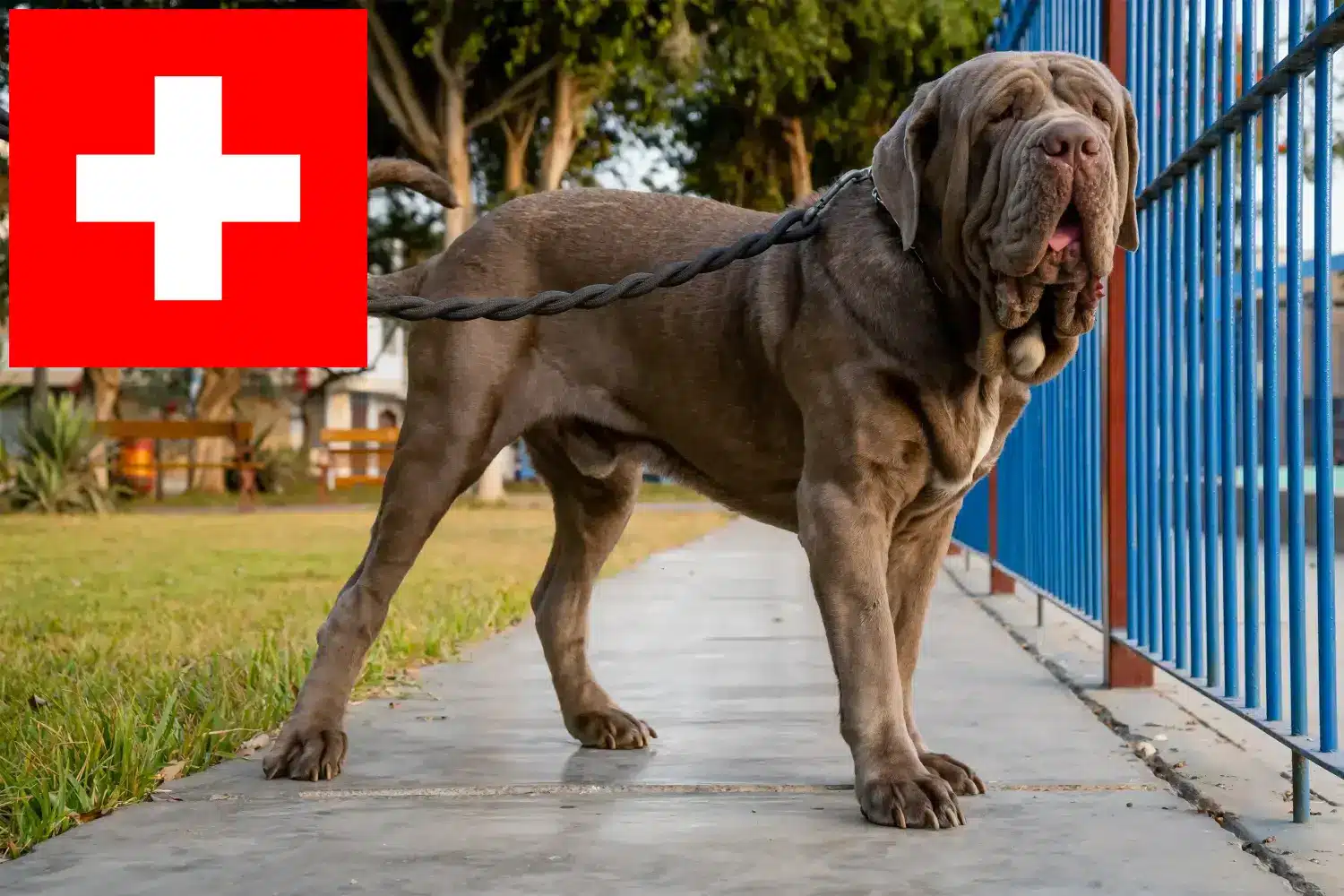 Mastino Napoletano kölykök és tenyésztők Svájcban Itt megtalálja a Mastino Napoletanos tenyésztőket Svájcban.