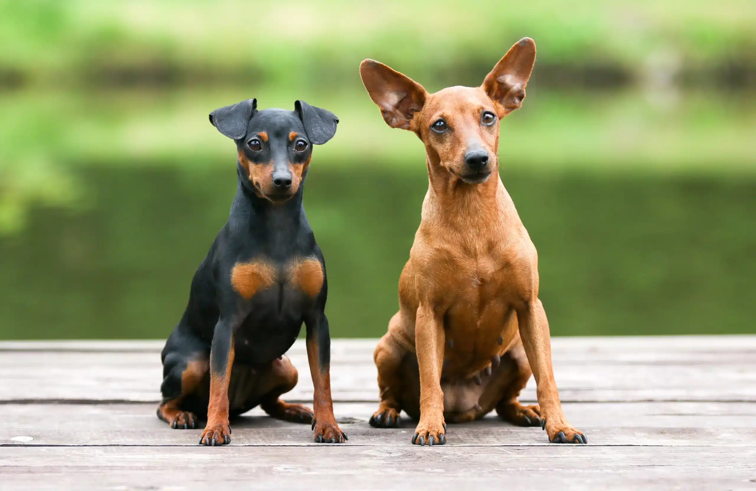 Read more about the article Miniatűr pinscher tenyésztő