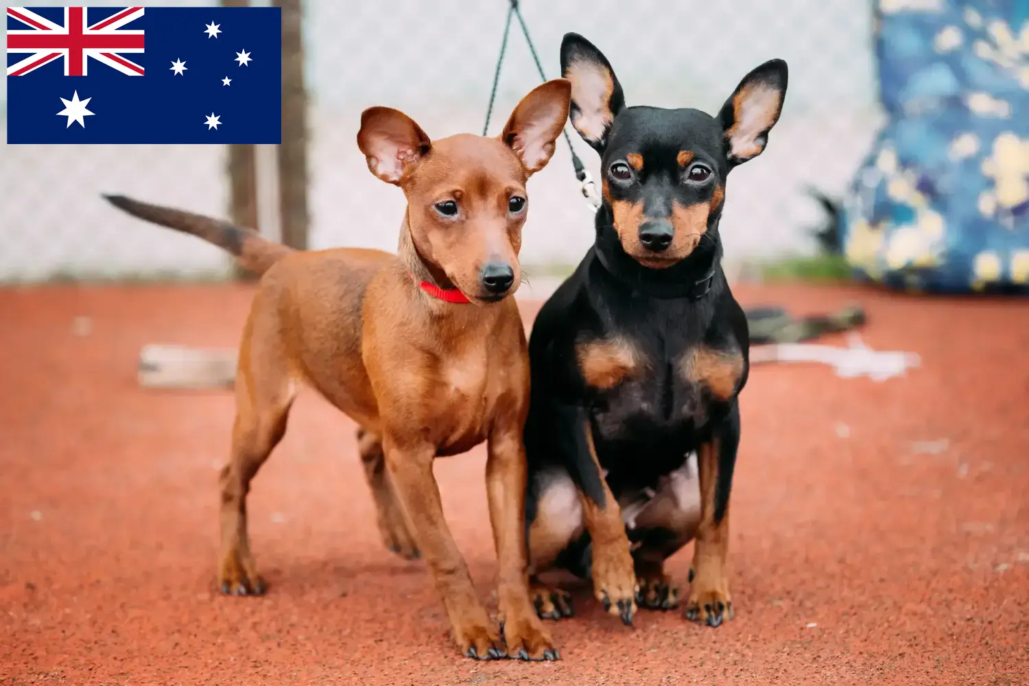 Miniature Pinscher kölykök és tenyésztők Ausztrália Itt találhat miniatűr pinscher tenyésztőket Ausztráliában.