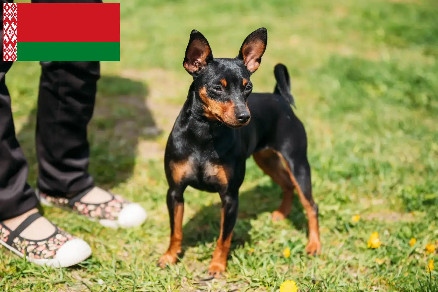 Miniatűr pinscher kiskutyák és tenyésztők Fehéroroszország Itt találhat miniatűr pinscher tenyésztőket Fehéroroszországban.