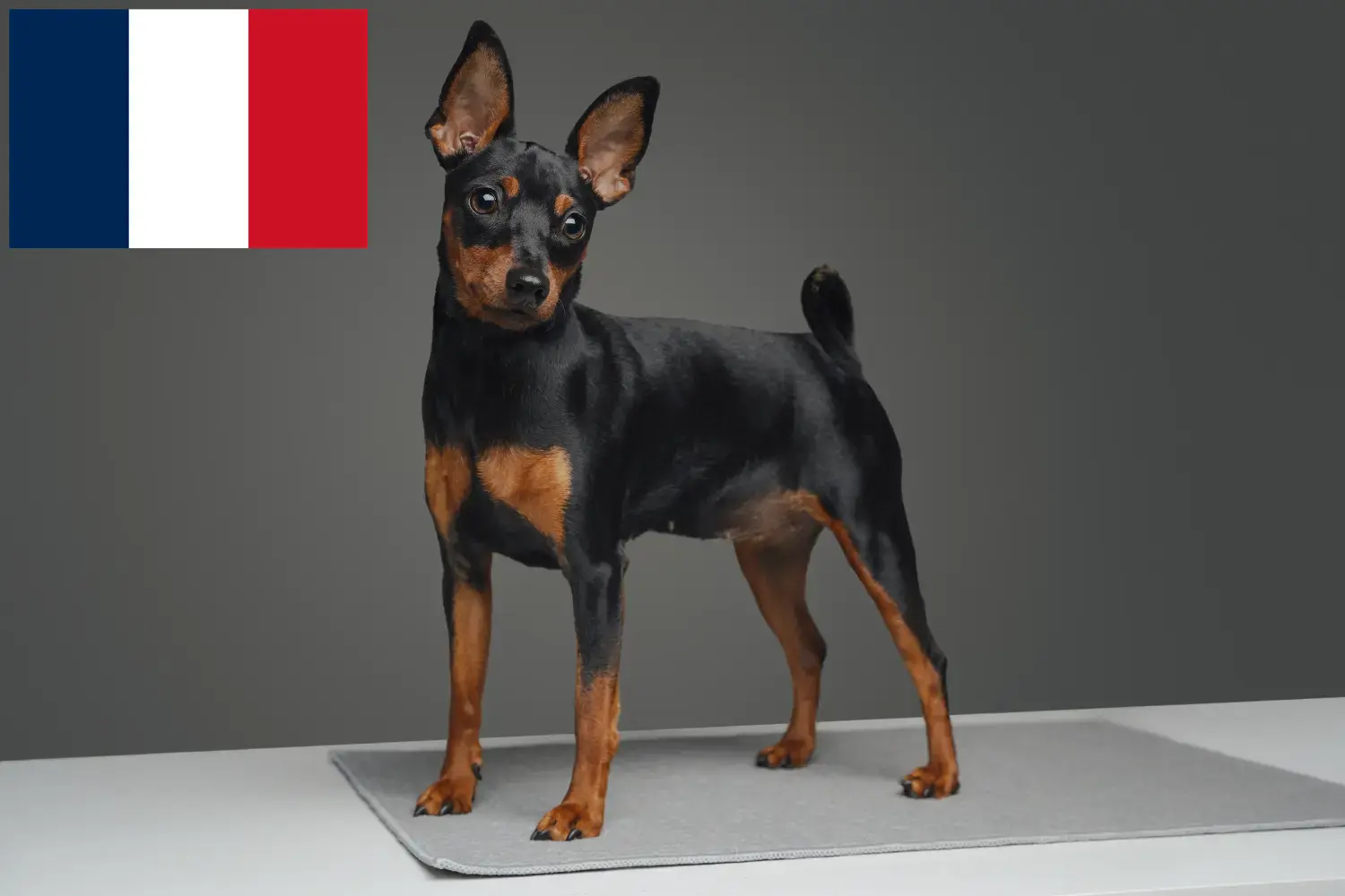 Miniatűr pinscher kölykök és tenyésztők Franciaország Itt találhat miniatűr pinscher tenyésztőket Franciaországban.