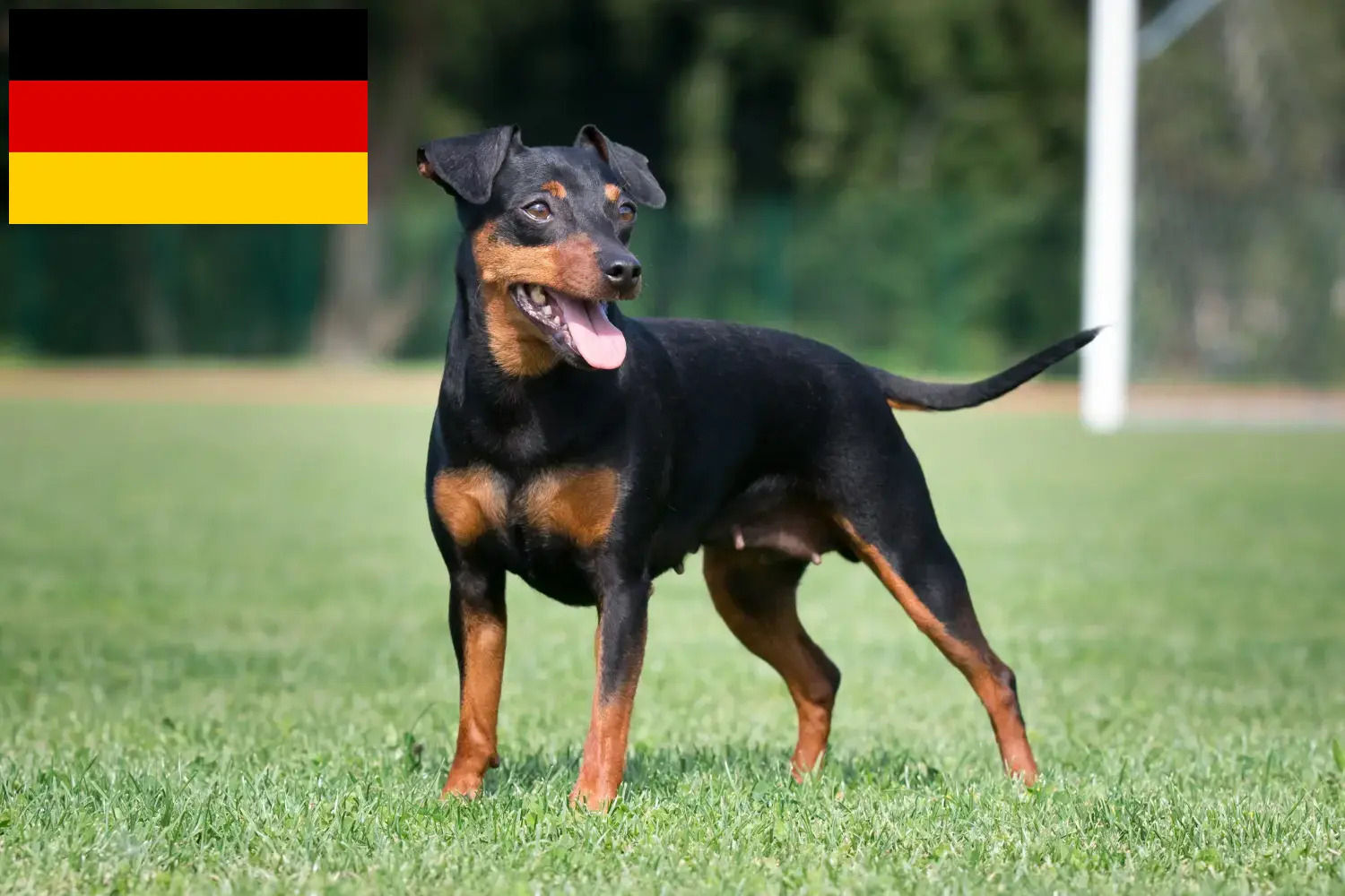 Törpe Pinscher kiskutyák és tenyésztők Németország Itt találhat miniatűr pinscher tenyésztőket Németországban.
