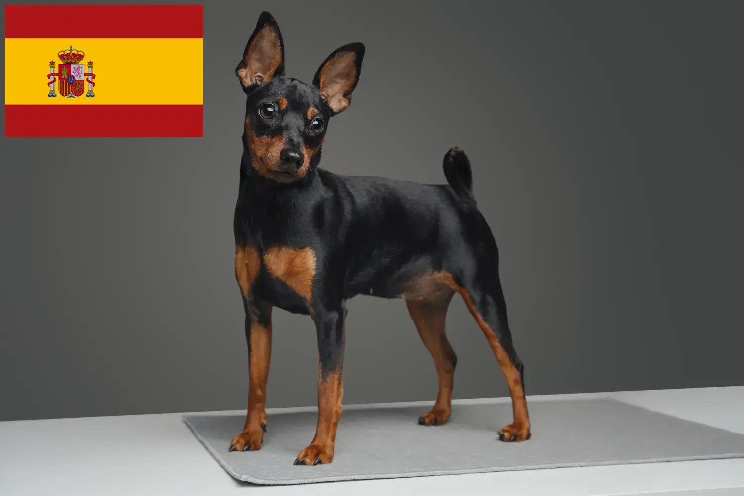 Miniature Pinscher kölykök és tenyésztők Spanyolország Itt találhat miniatűr pinscher tenyésztőket Spanyolországban.