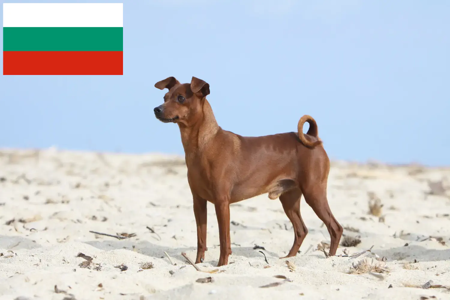 Miniature Pinscher kölykök és tenyésztők Bulgária Itt találhat miniatűr pinscher tenyésztőket Bulgáriában.