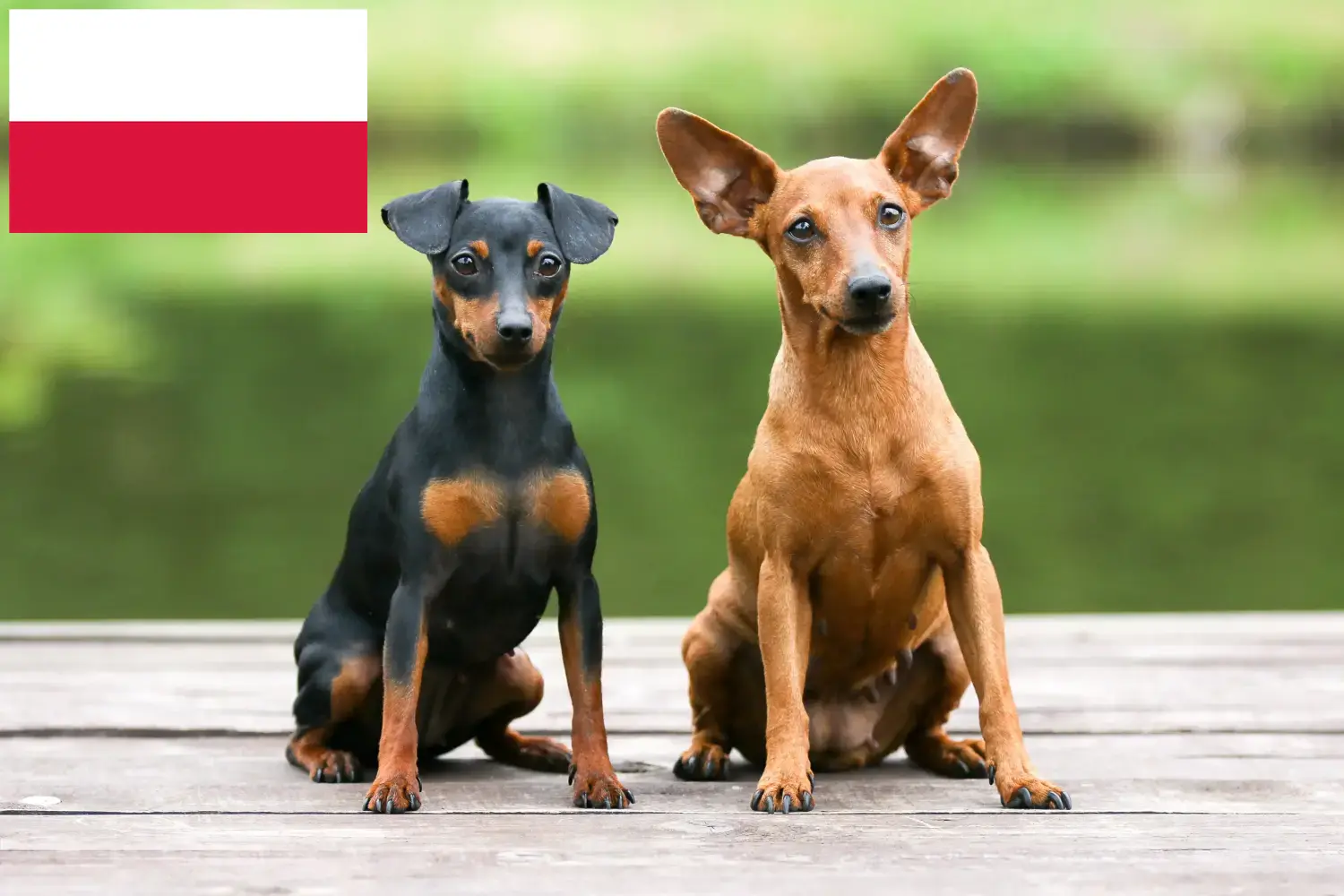 Miniatűr pinscher kölykök és tenyésztő Lengyelország Itt találhat miniatűr pinscher tenyésztőket Lengyelországban.