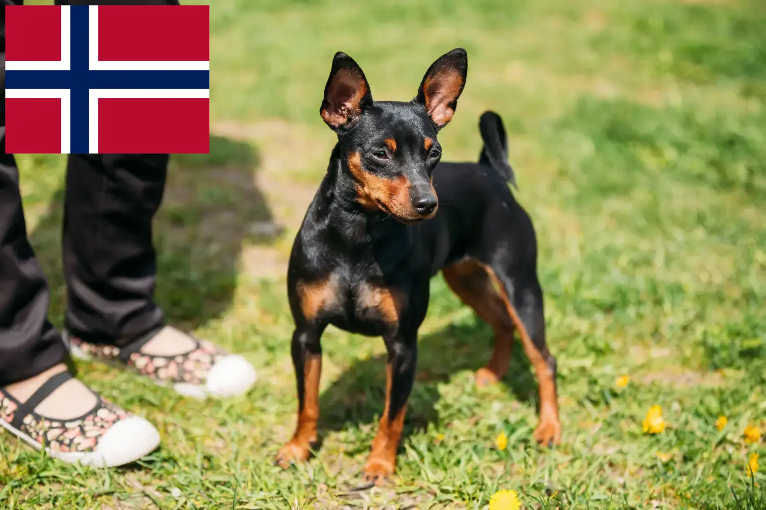 Miniatűr pinscher kölykök és tenyésztők Norvégia Itt találhat miniatűr pinscher tenyésztőket Norvégiában.