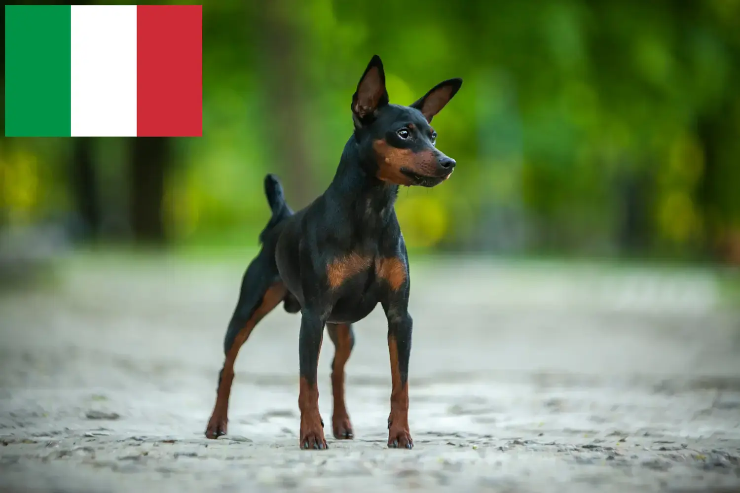 Miniature Pinscher kiskutyák és tenyésztők Olaszország Itt találhat miniatűr pinscher tenyésztőket Olaszországban.