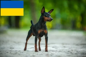 Read more about the article Miniatűr pinscher tenyésztők és kölykök Ukrajnában