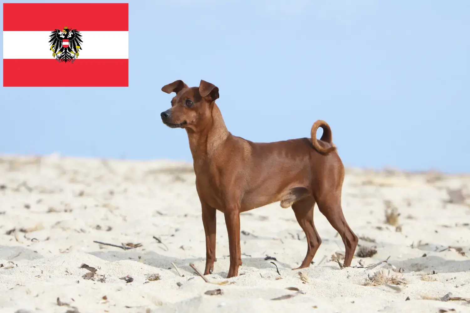 Miniature Pinscher kölykök és tenyésztők Ausztria Itt találhat miniatűr pinscher tenyésztőket Ausztriában.