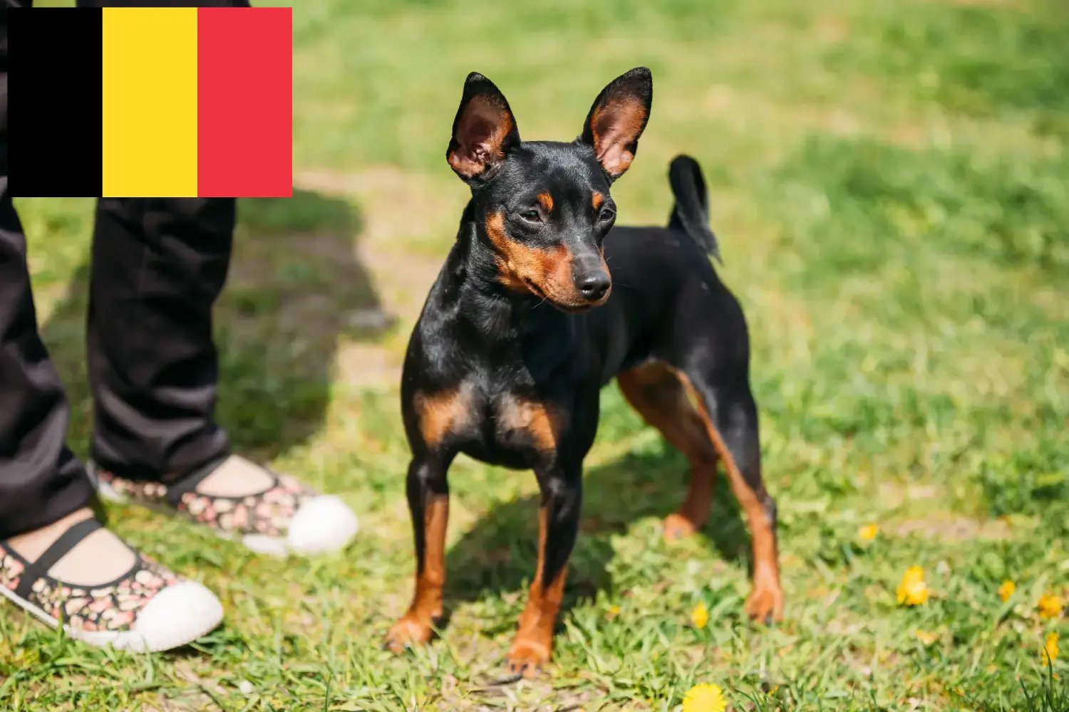 Miniature Pinscher kölykök és tenyésztők Belgium Itt találhat miniatűr pinscher tenyésztőket Belgiumban.